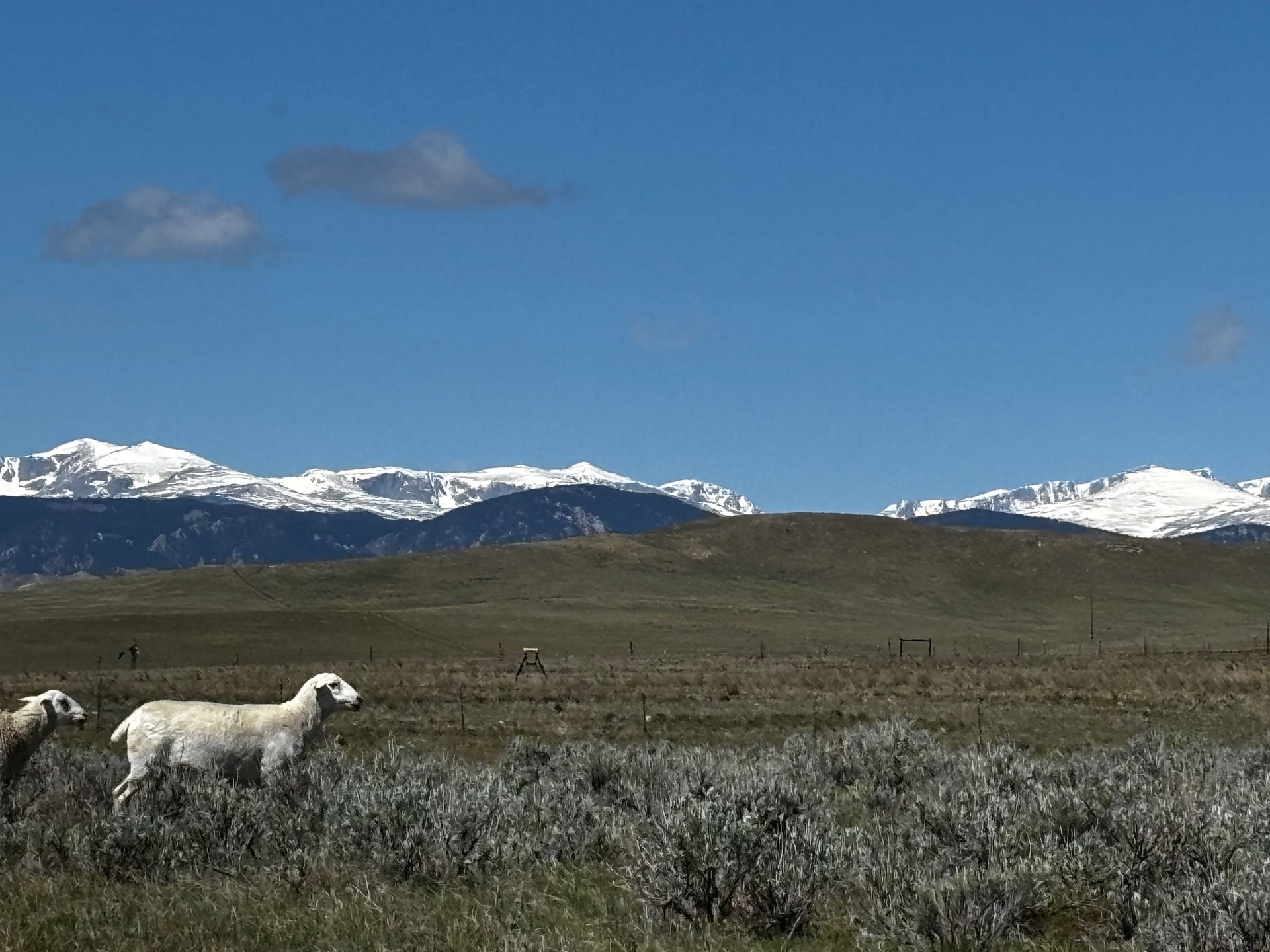 Australian White sheep on Wyoming pasture with snow-capped Bighorn Mountains